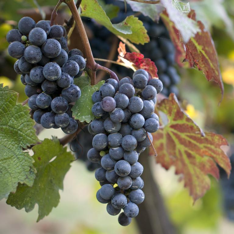 Albergo 'La Vigna' Redang Island Dış mekan fotoğraf