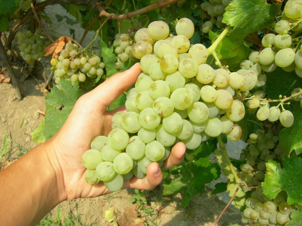 Albergo 'La Vigna' Redang Island Dış mekan fotoğraf